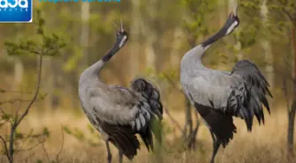 Dwa żurawie przyszły na świat. TV Żuraw zarejestrował to niezwykłe wydarzenie