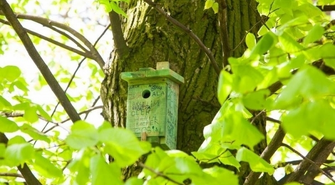 Domek dla ptaków od przedszkolaków