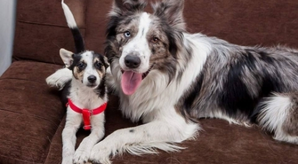 Happy poleca się do adopcji