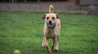 Urocza Lusia szuka domu!