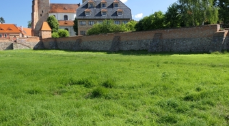 Drzewa były, drzew nie ma. Nasadzono je przez pomyłkę