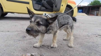 Szukamy najlepszego domu dla Borysa