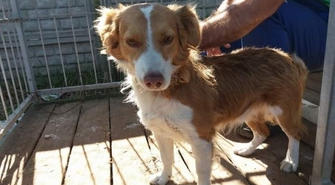 Szukamy właściciela