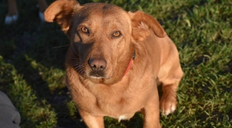 Karmel poleca się do adopcji 