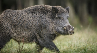 UWAGA! ZAGROŻENIE ASF (Afrykański Pomór Świń)