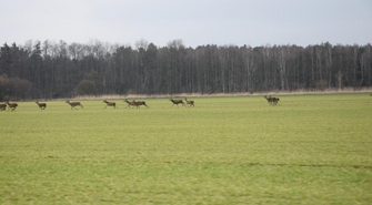 Nowe prawo łowieckie
