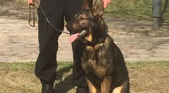 Nowy "funkcjonariusz" w szeregach górowskiej policji