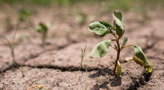 Susza- ważny komunikat dla rolników 