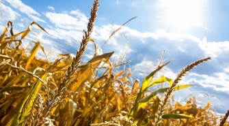 Susza rolnicza. Poszkodowani rolnicy mogą składać wnioski