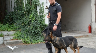 Hajo - czworonożny funkcjonariusz policji