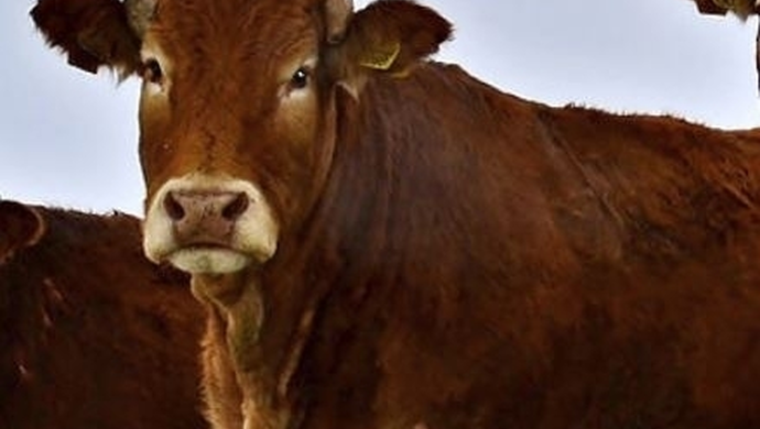 HZZ Osowa Sień ma do zaoferowania buhajki hodowlane rasy Limousine i HF