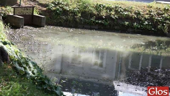 Czy ktoś w końcu oczyści brudny staw?