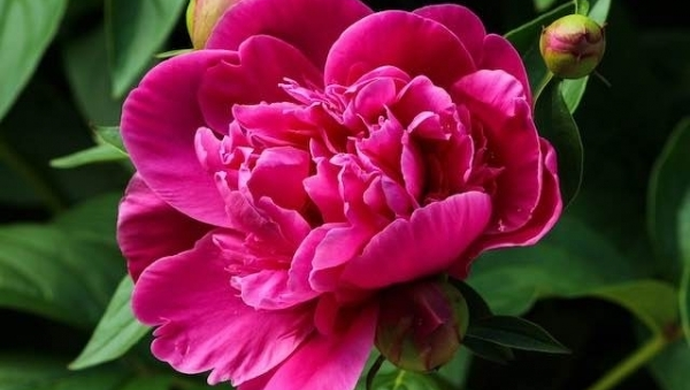 Top 5 - Jakie rośliny wybrać do ogródka? 