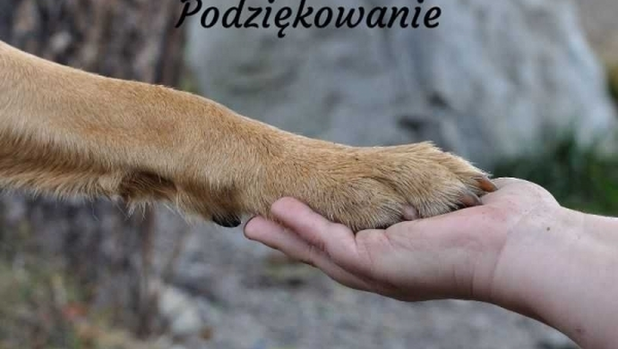 za uratowanie psa