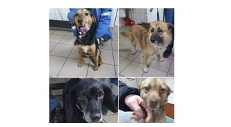 6 nowych psów trafiło do przytuliska. Możliwe, że to efekt zabawy sylwestrowej