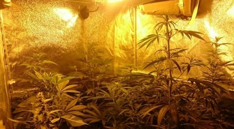 Uprawiał marihuanę w domu