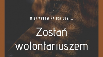 Zostań wolontariuszem