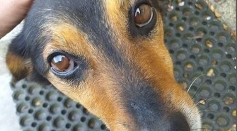 Kto da Miśkowi dom?