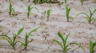 Susza. Rolnicy mogą składać wnioski