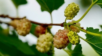 Morwa biała - dlaczego warto ją stosować?