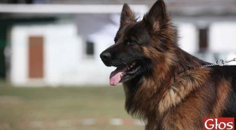 Psia rywalizacja na wystawie w Siedlnicy