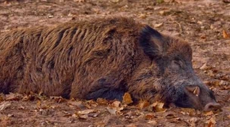 Padły dzik nosicielem wirusa afrykańskiego pomoru świń