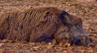 o stwierdzeniu kolejnych przypadków afrykańskiego pomoru świń (ASF) u dzików w województwie lubuskim