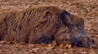 - obszar skażony ASF - dodatkowe wymagania