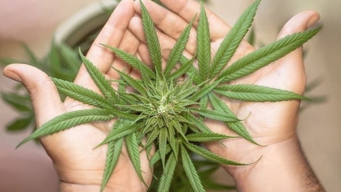 Marihuana w Holandii - fakty i mity!