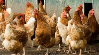 Zasady ochrony drobiu przed grypą ptaków