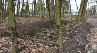 Powstanie aleja lipowa