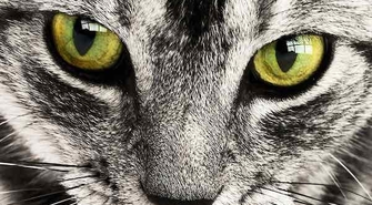 Zdrowie kota pod lupą