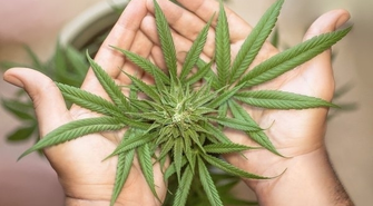 Marihuana w Holandii - fakty i mity!