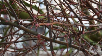 Wymiana drzewa na sławskim rynku