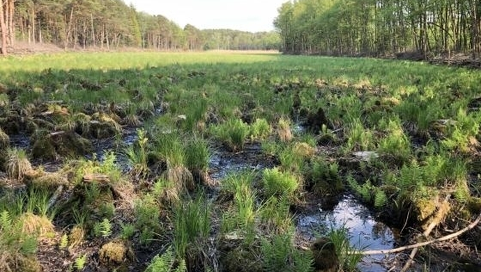 Nadleśnictwo Sława Śląska