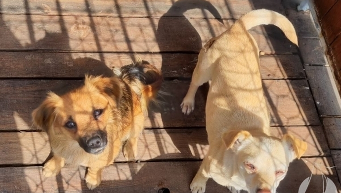 Poszukujemy właścicieli!