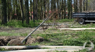 Więcej zieleni w Sławie