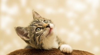 Jaki żwirek dla kota wybrać?