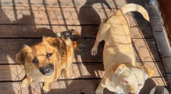 Poszukujemy właścicieli!