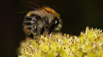Pomóżmy owadom zapylającym!