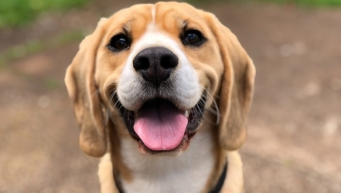 Wyzwania przy adopcji zwierzęcia