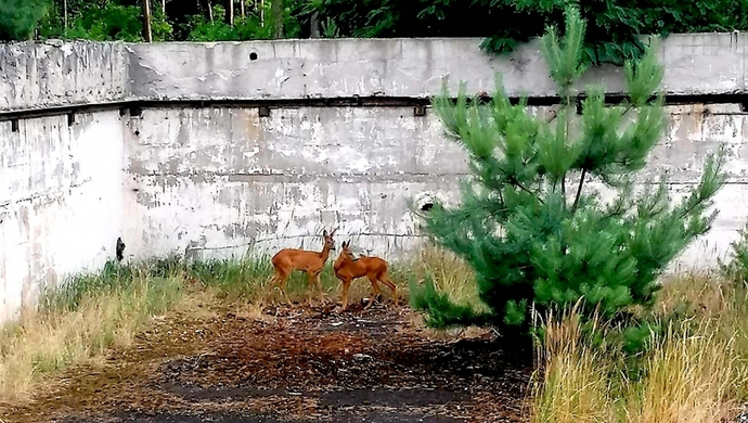 Pomogli strażacy ochotnicy ze Sławy (ZDJĘCIA)