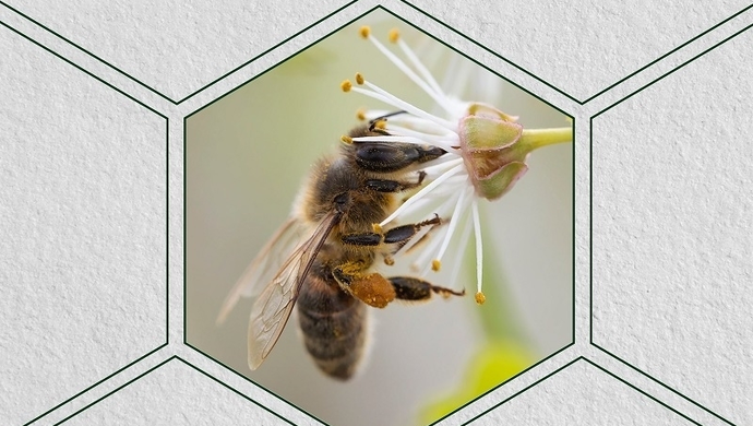 Tikkurila ze wsparciem dla Natury