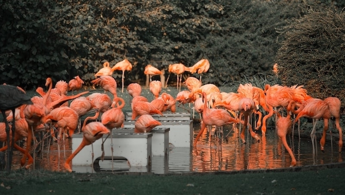 Jakie atrakcje przygotowało gdańskie zoo?