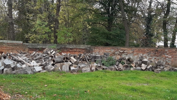 na sprzedaż drewna po wycince drzew na terenie Lapidarium