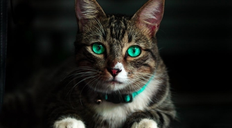 Kot - wszystko, co musisz wiedzieć na początek