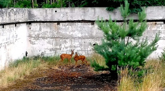 Pomogli strażacy ochotnicy ze Sławy (ZDJĘCIA)