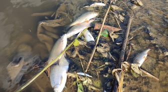 Tysiące śniętych ryb [KOMUNIKAT]