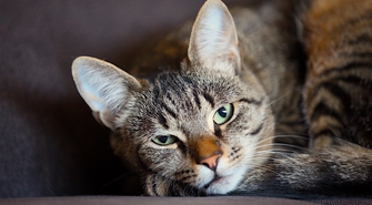 - przyłącz się do zbiórki materiałów