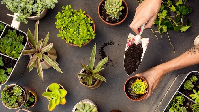 Growbox – jak zacząć profesjonalną uprawę roślin?